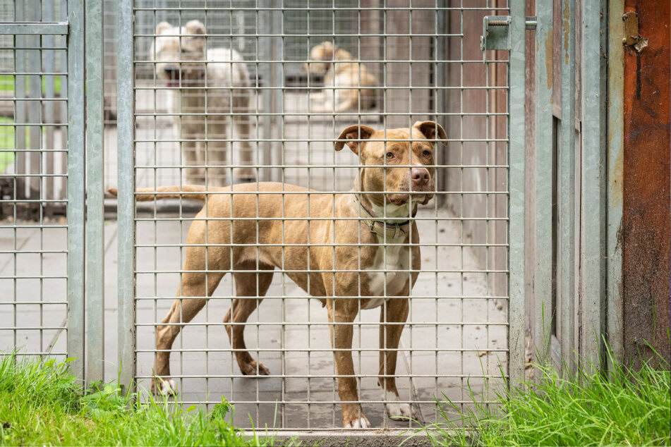 Der Stafford-Mischling Stella (4) wurde Ende 2020 im Tierheim Freital abgegeben.