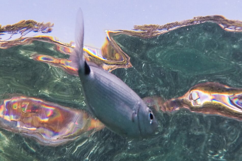 Die kleinen Terror-Fische treiben vor Mallorca ihr Unwesen. (Symbolbild)