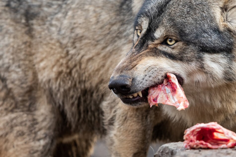 Bahnbrechende Änderung: Schweiz will Wolfsschutz auflockern und präventiv jagen