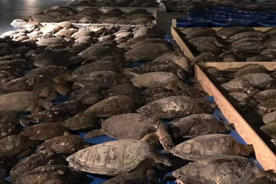 Rescued turtles suffering from cold shock on the floor at Sea Turtle, Inc.