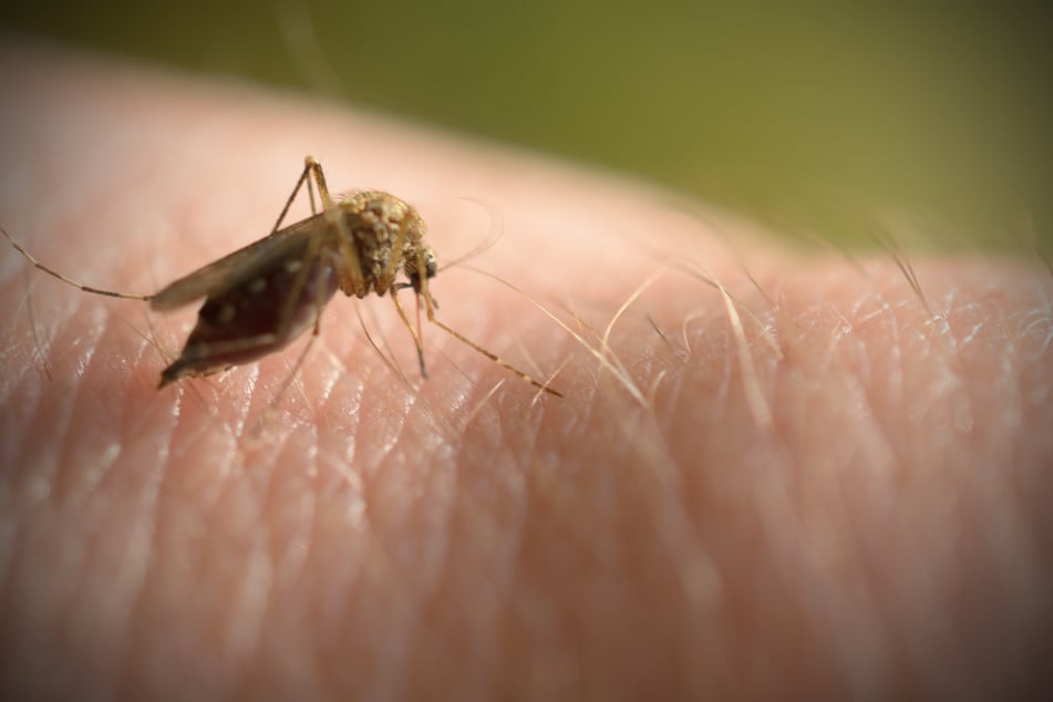 Die Mücke sticht in den Arm und ihr Bauch füllt sich mit Blut