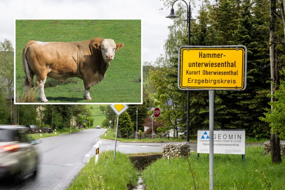 Erzgebirge: Entlaufener Bulle erlegt