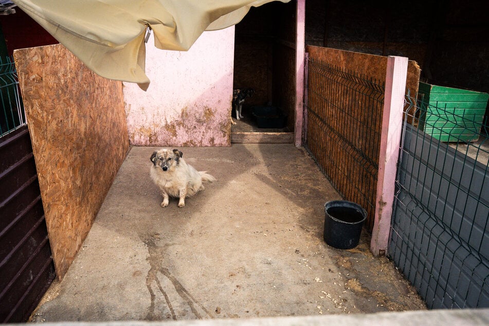 Viele der Hunde werden ihr ganzes Leben in dem Tierheim von "Hope for Future" auf ein Zuhause warten.