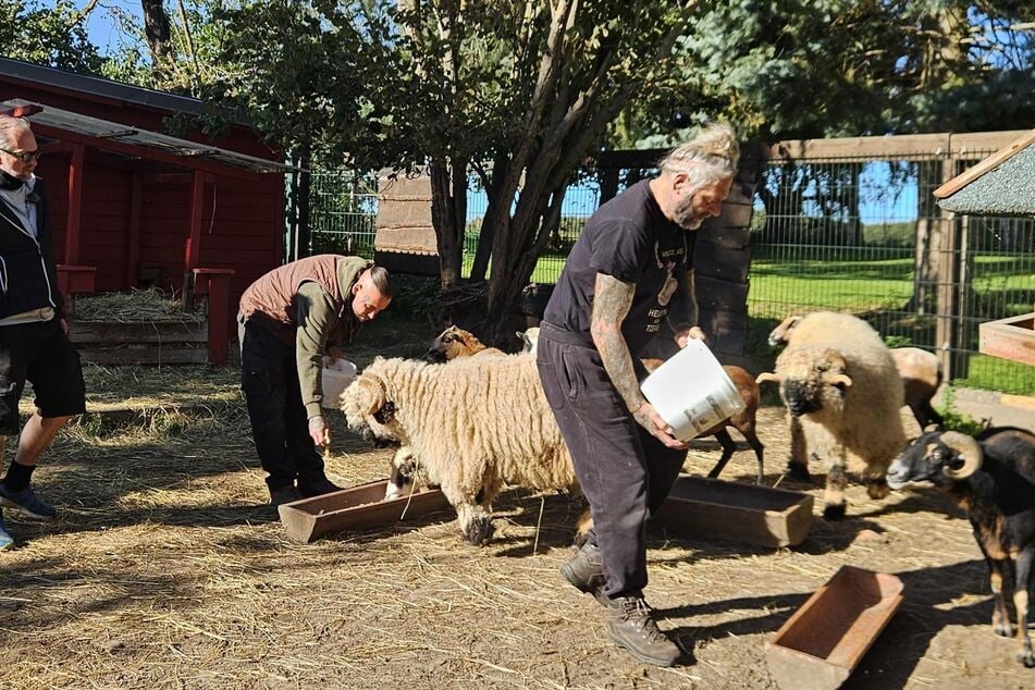 „Twarde psy” znowu dają z siebie wszystko.