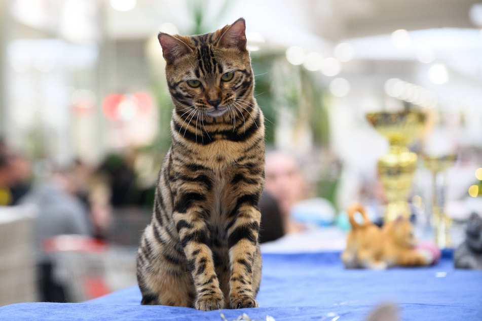 Bengal cat in profile: Size, personality, lifespan, and price