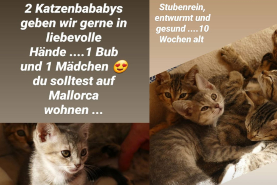 Iris Klein inserierte die beiden Katzenbabys wieder in ihrer Instagram-Story. (Fotomontage)