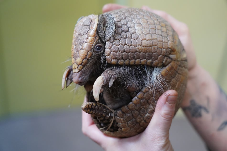 Gurt (15) ist eines von drei Südlichen Kugelgürteltieren, die aktuell im Dresdner Zoo leben.