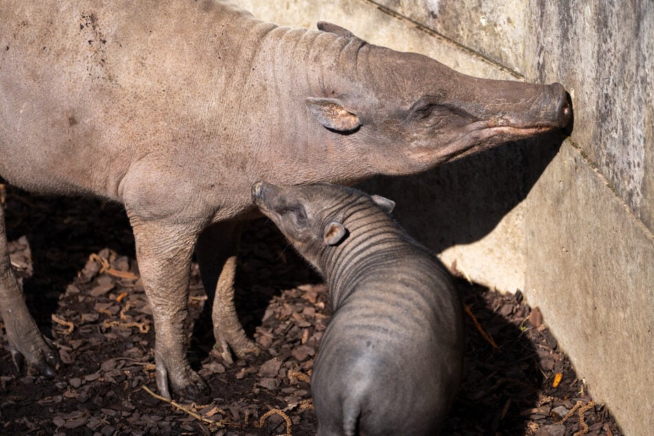 Das Ferkel zeigte sich zunächst noch schüchtern und blieb nah bei seiner Mutter.