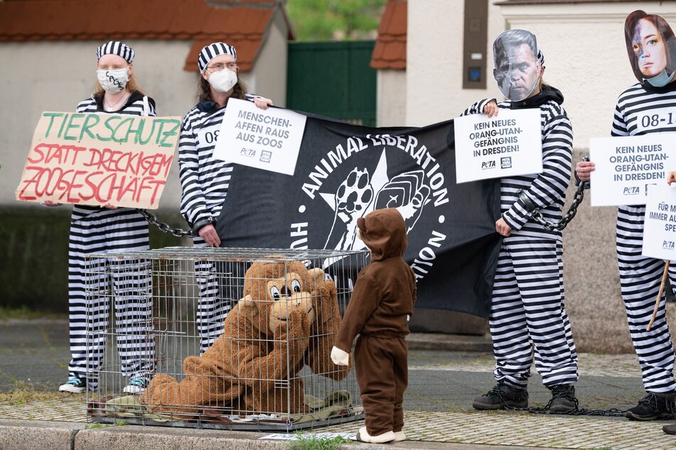 Tierschützer kritisieren die Haltung von Menschenaffen in Käfigen.