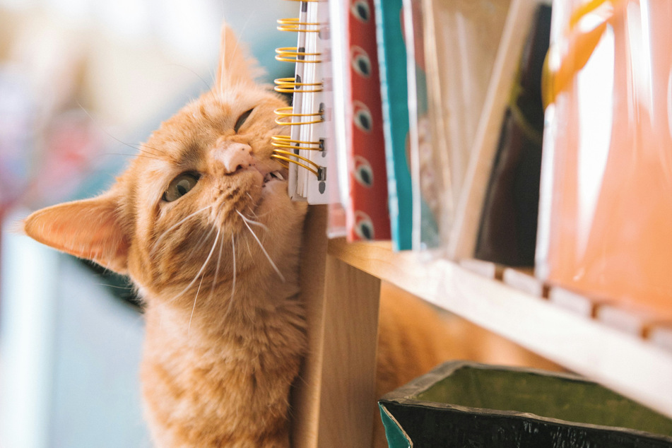 Cats often knock things over when they rub against shelves and furniture.