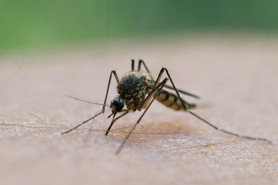 In mehreren Bundesländern infizierten sich in diesem Jahr Menschen mit dem West-Nil-Virus.