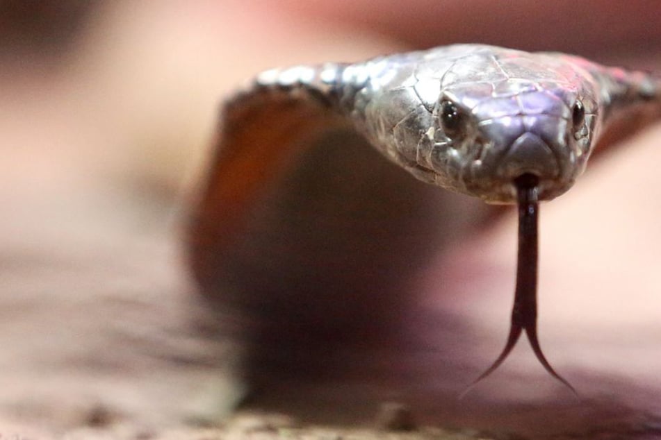 Mehr als 3600 sehr gefährliche Gift-Tiere in privaten NRW-Haushalten