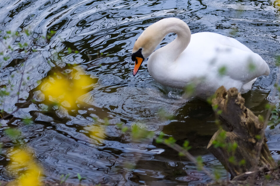 Pfeil im Körper: Verletzter Schwan schwimmt im Rhein, Retter haben kein leichtes Spiel