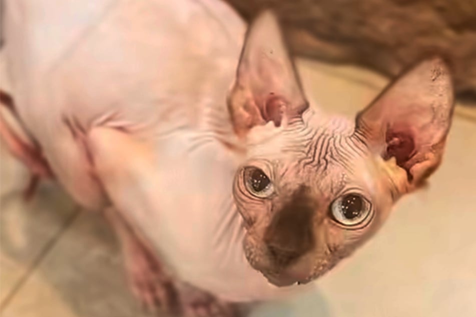 Nacktkatzen wie Twinky haben zwar kein Fell, sind aber keineswegs "pflegeleicht" – sie brauchen besondere Hautpflege und frieren schneller als andere Katzen.