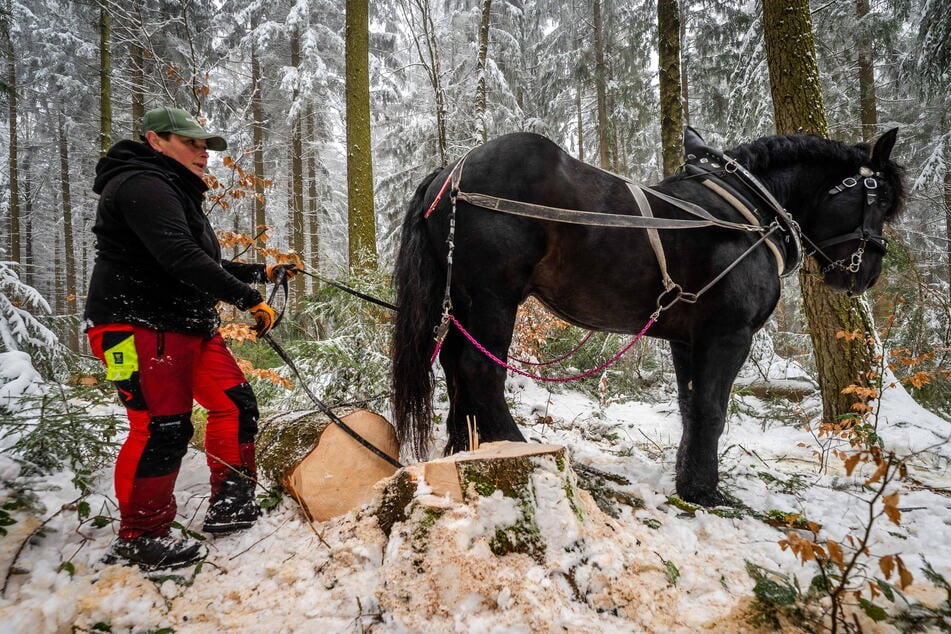 Erzgebirge: Hier arbeitet eine Krankenschwester mit Pferd im Sachsenforst