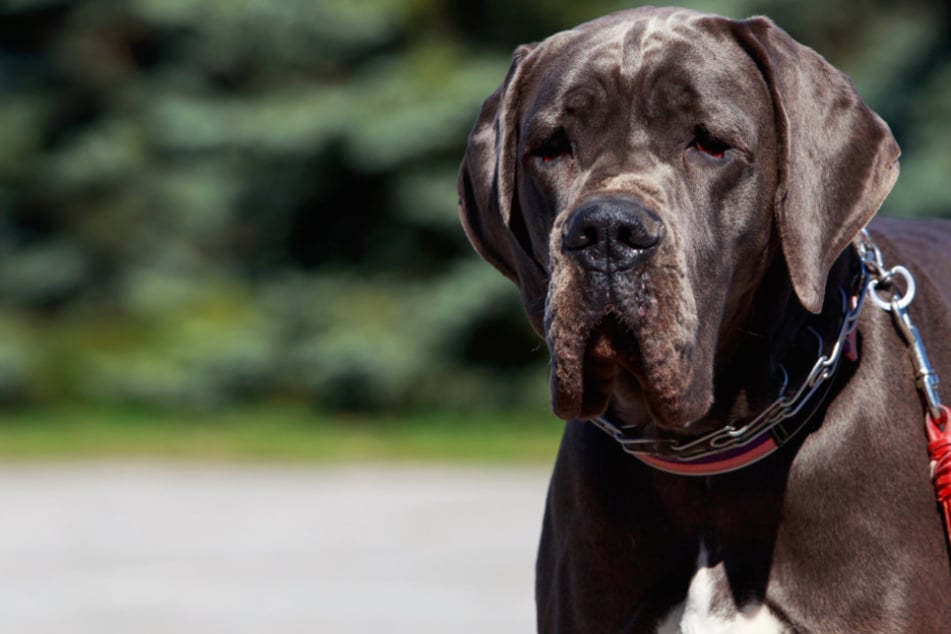 Hund blutet beim Gassigehen plötzlich aus dem Maul und stirbt mysteriösen Tod