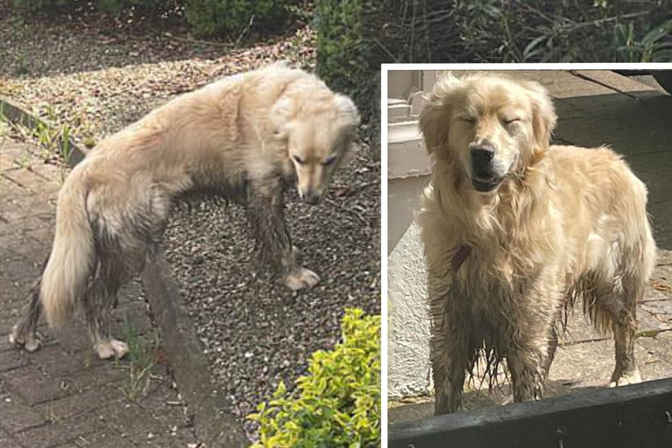 Golden Retriever "Cooper" vermisste seine alte Familie und lief seinem neuen Besitzer davon. Doch der vermisste seinerseits den Hund sehr.