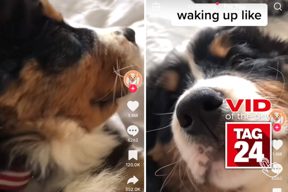 viral videos: Viral Video of the Day for August 1, 2023: Snuggle dog keeps pressing snooze!