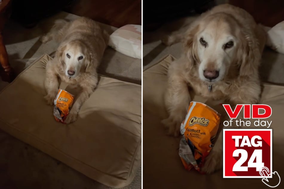 This golden retriever found the Hot Cheetos and is not sharing with anyone!
