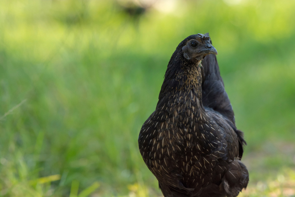 Ayam Cemani-Hühner wurden in Indonesien gezüchtet und zeichnen sich durch ihre schwarze Färbung aus. Auch im Leipziger Zoo gibt es einige Exemplare.