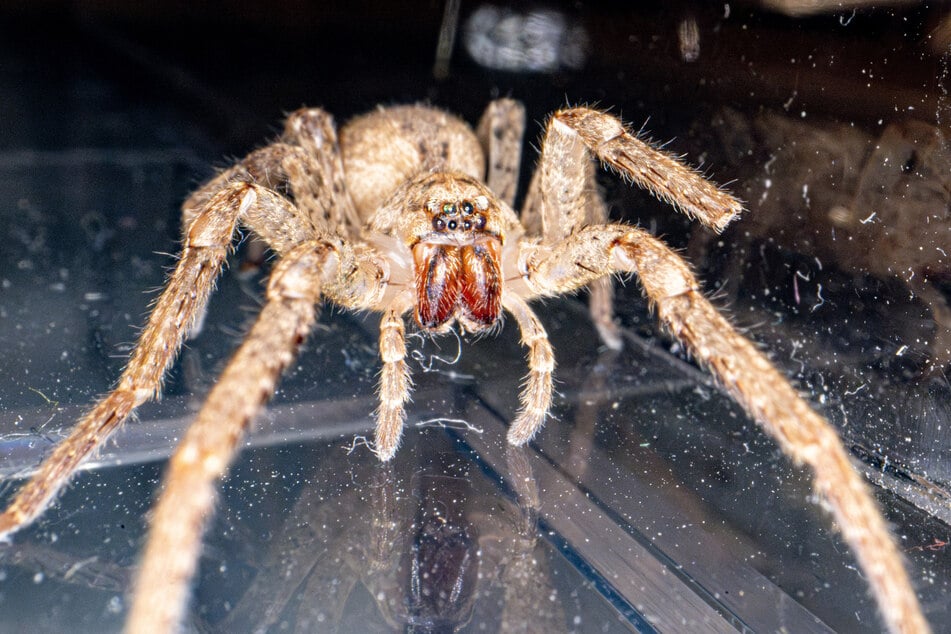 Durch den Klimawandel gelangen größere Spinnenarten auch nach Deutschland. So hat sich auch die Nosferatu-Spinne bereits großflächig ausgebreitet.