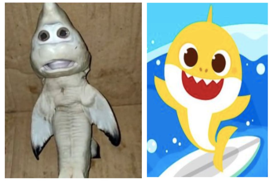 The shark find looked strangely similar to the famed Baby Shark cartoon (collage).