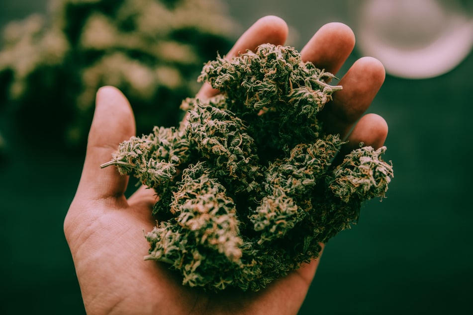 Die Polizei hat in Döbeln bei einem 24-Jährigen rund 600 Gramm Cannabis im Rucksack entdeckt. (Symbolbild)
