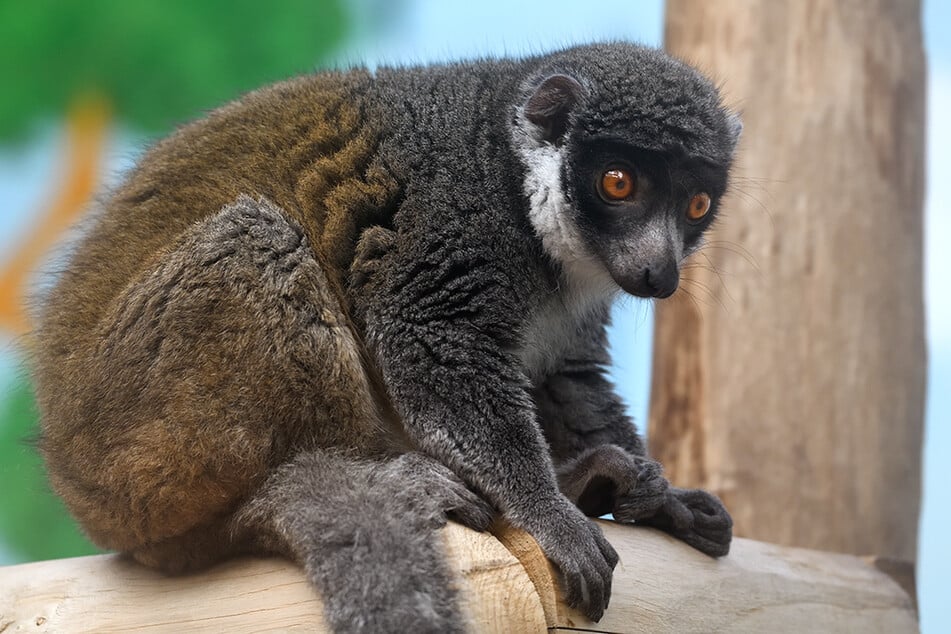 In der Obhut des Menschen können Mongozmakis ein Alter von bis zu 35 Jahren erreichen.