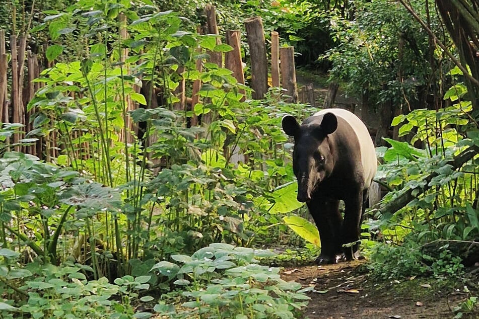 Tapir-Date im Leipziger Zoo: Erst Schmusekurs, dann wilde Jagd