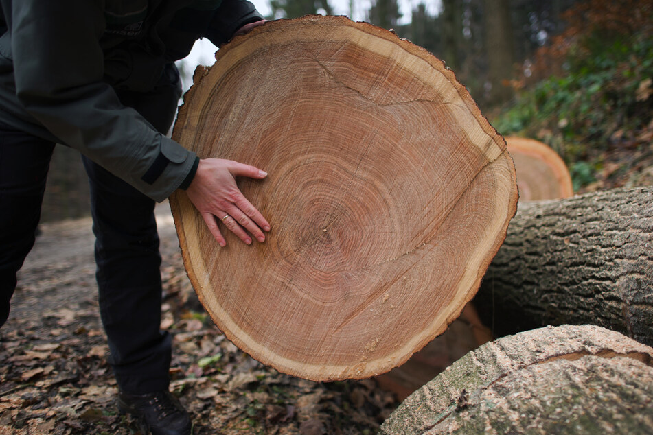 Gefälltes Holz am Wegesrand ist auch in Sachsens Wäldern akut diebstahlsgefährdet.