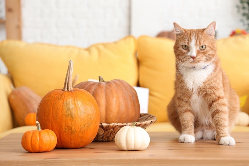 Wenn die Fellfarbe der Katze an Kürbisse erinnert, dann könnte man ihr den lustigen Namen Pumpkin geben.