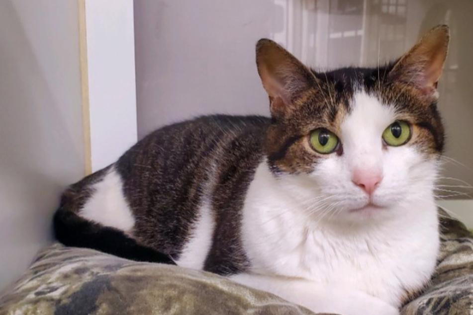 Rescue cat gets returned to the shelter she was adopted from for a heartbreaking reason