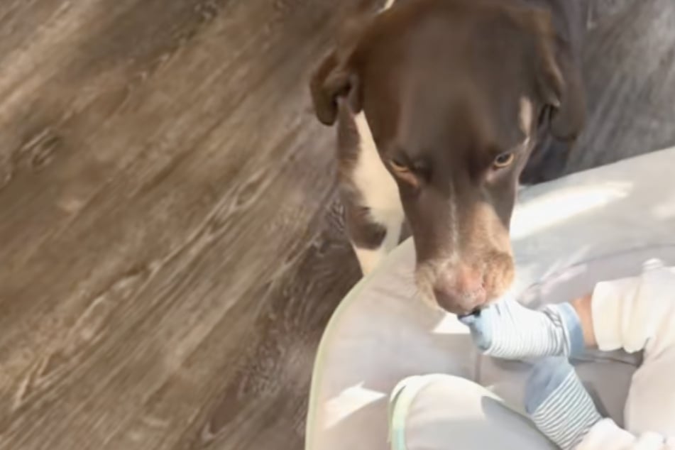 Dog brazenly steals from newborn baby brother in hilarious clip