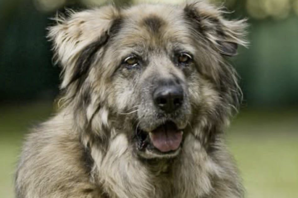 Die Hundedame Babuszka möchte in ein ruhiges Zuhause einziehen.