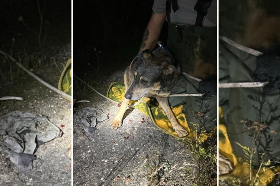 In Weißwasser musste ein Hund aus einem Wasserbecken gerettet werden.