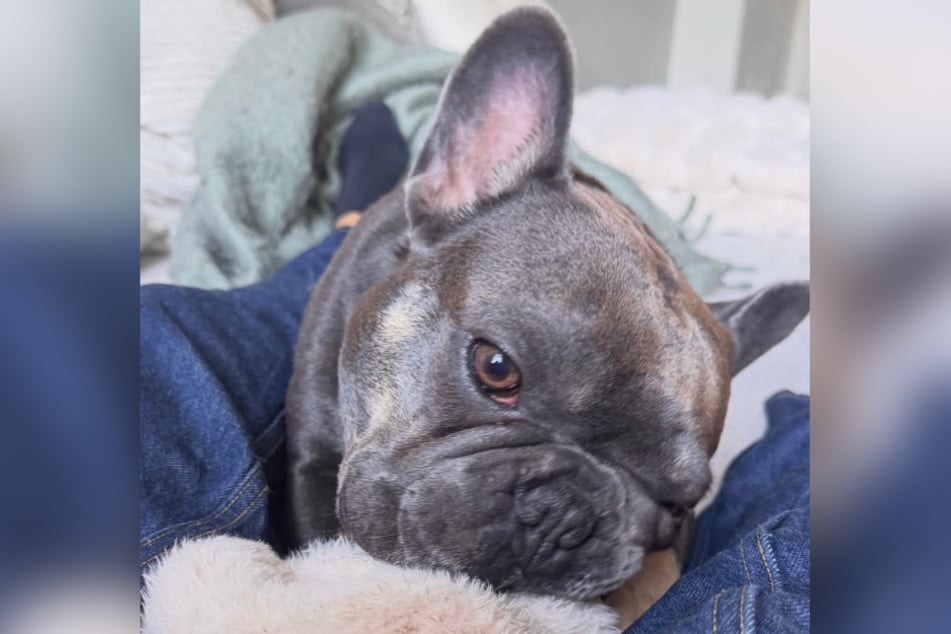 Bei der Französischen Bulldogge wurde eine gefährliche Missbildung festgestellt.