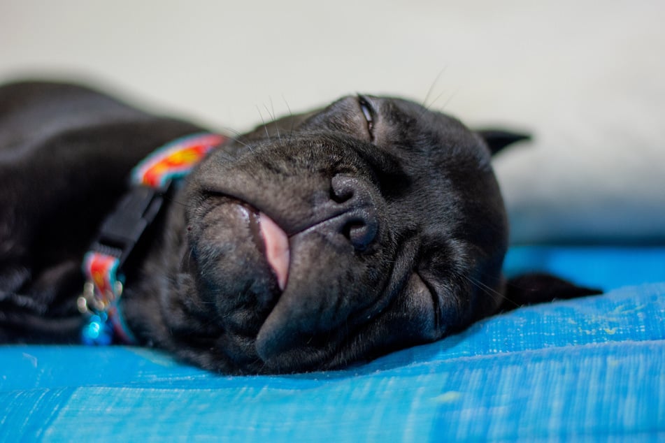 Der Hund erlitt den Angaben zufolge offensichtlich einen Kreislauf-Zusammenbruch. (Symbolbild)