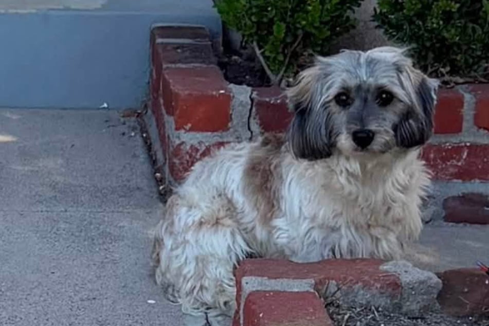 Frau will Hund retten: Was sie dann beobachtet, bricht ihr das Herz
