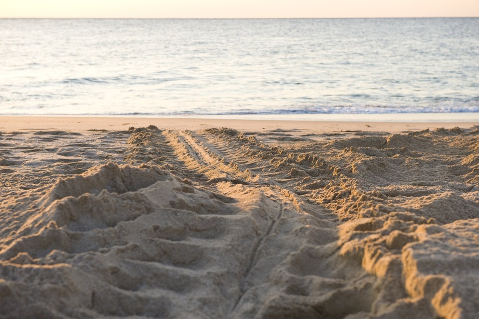 The Institute for Marine Mammal Studies asks the public to call them if they see any turtle tracks or find a nest.