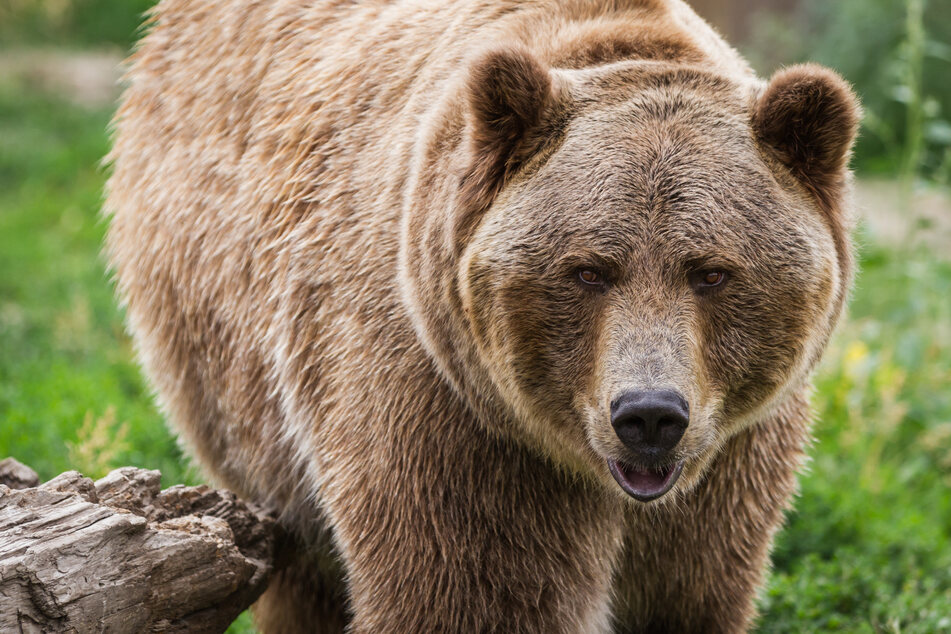 A grizzly bear attacked and injured a tourist in Yellowstone National Park (Stock image).