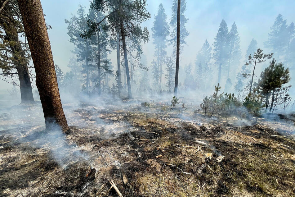 Viele Bäume fielen dem gigantischen Waldbrand zum Opfer.