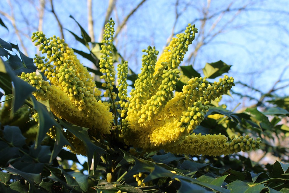 Die Mahonie "Winter Sun" ist nur einer der möglichen Winterblüher im Garten.