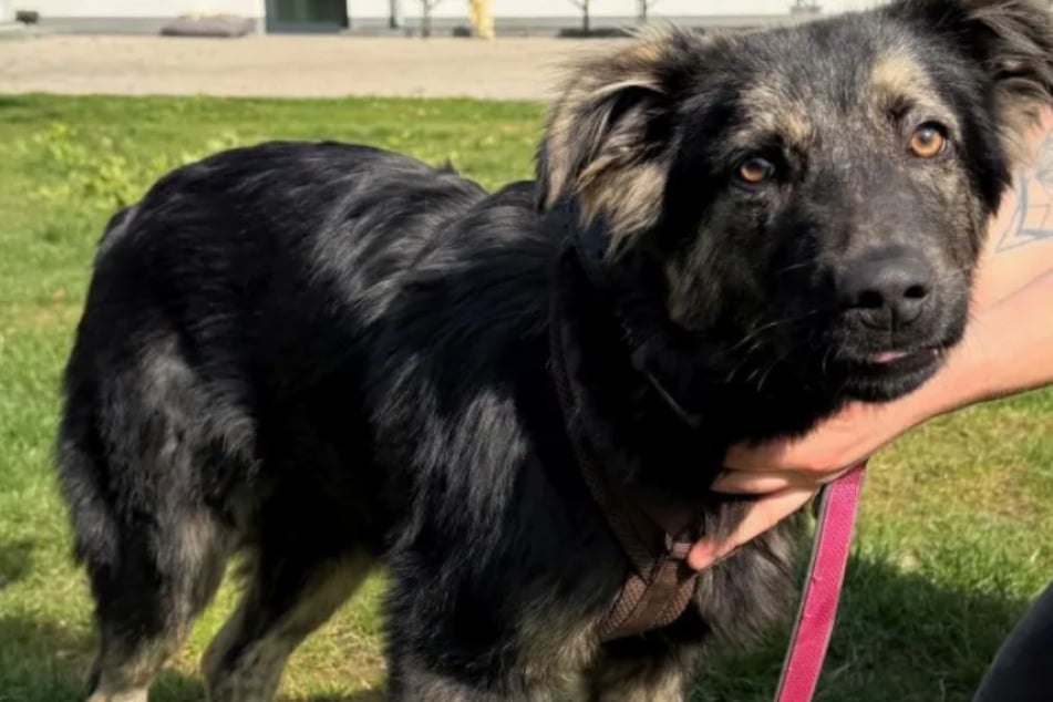 Balu stammt ursprünglich aus Rumänien und sucht nun im Rheinland sein großes Glück.