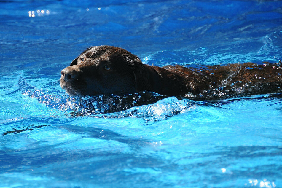 Bei all dem Spaß, den der Hund im Wasser auch haben mag, sollte nie vergessen werden, dass das Schwimmen für die Tiere sehr anstrengend sein kann und deshalb nicht übertrieben werden sollte.