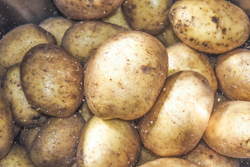 Pellkartoffeln sind die Basis eines guten Kartoffelsalats.