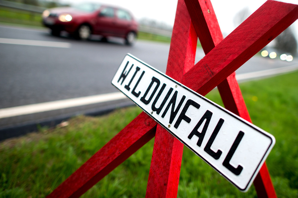 In Thüringen hat es in den vergangenen Tagen mehrere Wildunfälle gegeben. Nun hat die Polizei erklärt, wie sich solche Zusammenstöße verhindern lassen. (Symbolfoto)