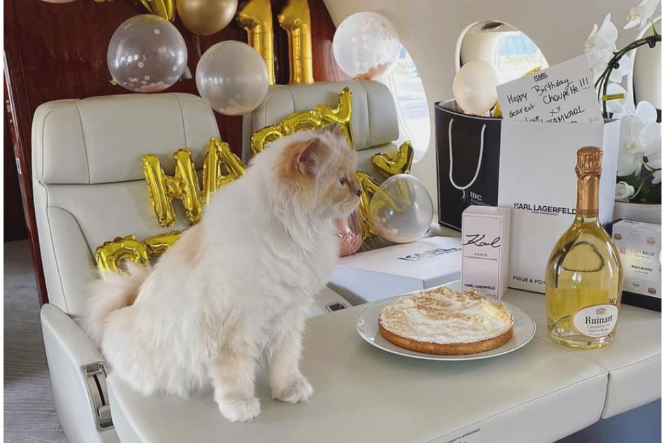 Zu ihrem elften Geburtstag durfte sich "Choupette" über ein Geschenk der ganz besonderen Art freuen. Im Privatjet wurde extra für die Katzendame groß aufgetischt.