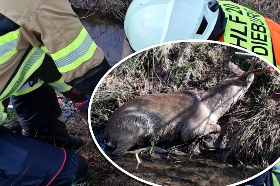 Tierrettung in Südhessen: Feuerwehr befreit jungen Rehbock aus Elektrozaun