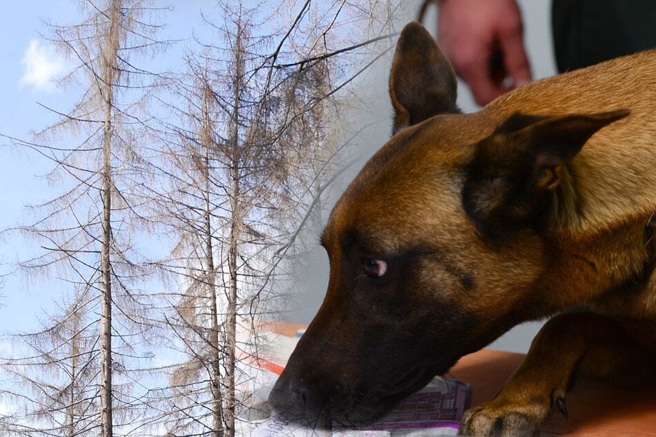 Drogenspür-Hunde bekommen neue Aufgabe: Es geht um unseren Wald!