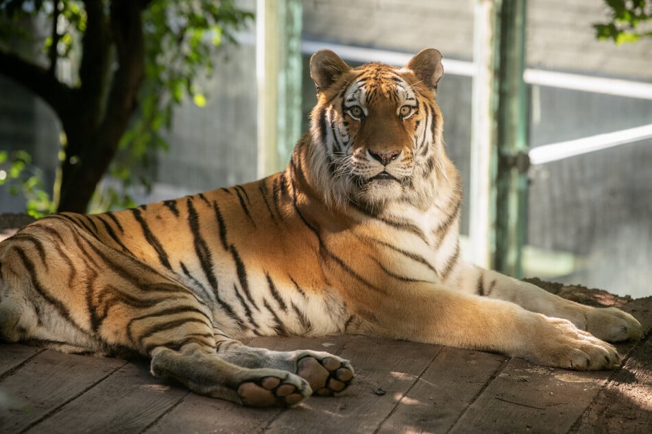 El tigre Tajmir, de 12 años, creció en condiciones adversas.